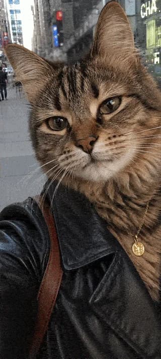 CAT ME app screenshot 2